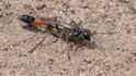 Ammophila sabulosa (Red-banded Sand Wasp).jpg